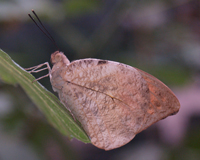 В Японии считают, что увидеть бабочку у себя в доме – к счастью: они символизируют все лучшее в жизни человека. Поэтому ритуальный «танец бабочек», выражающий радость жизни, традиционно открывает здесь торжественные шествия и праздники. Именно в древнеяпонской классике впервые описан обычай выпускать на свадьбе пару живых бабочек. В Китае до сих пор жених перед свадьбой дарит невесте живую или нефритовую бабочку – символ неизменной любви. 